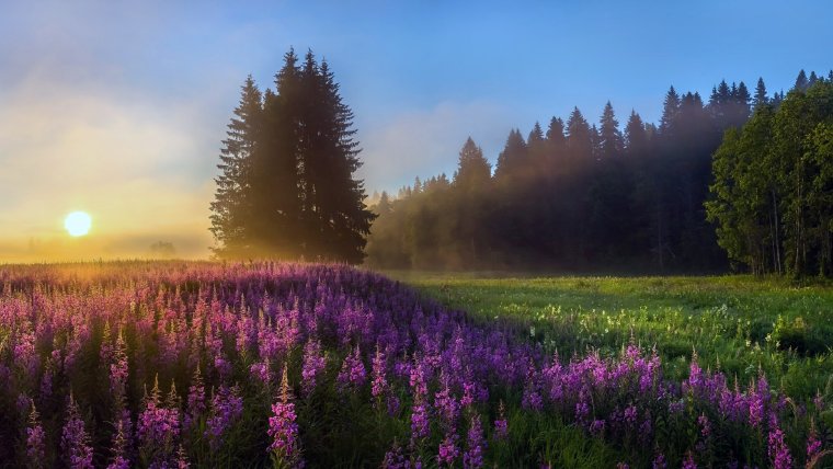 Поля Иван чая в Ленинградской области