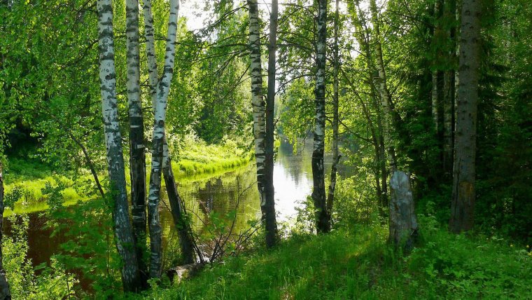 Русский лес Березовая роща