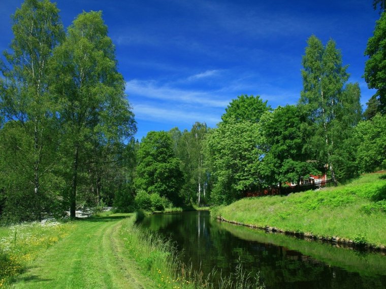 Летняя природа