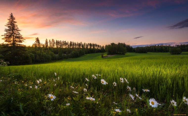 Красивый луг