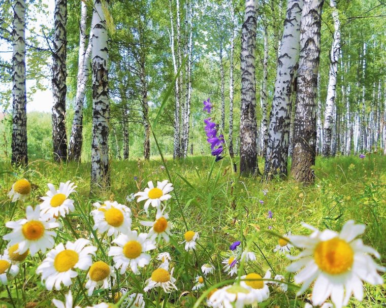 Цветы в березовой роще
