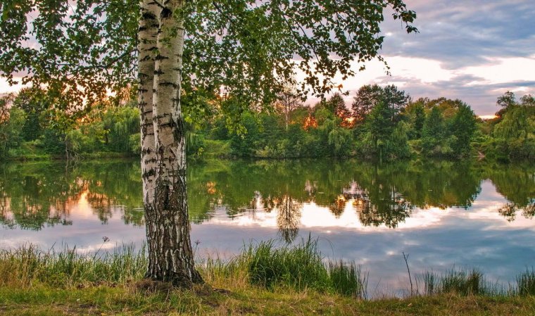 Берёзовая роща и река