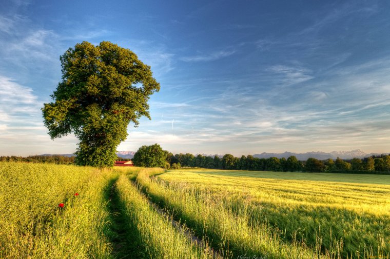 Русская природа летом