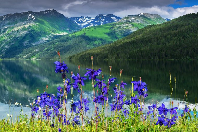 Горный Алтай цветы и горы