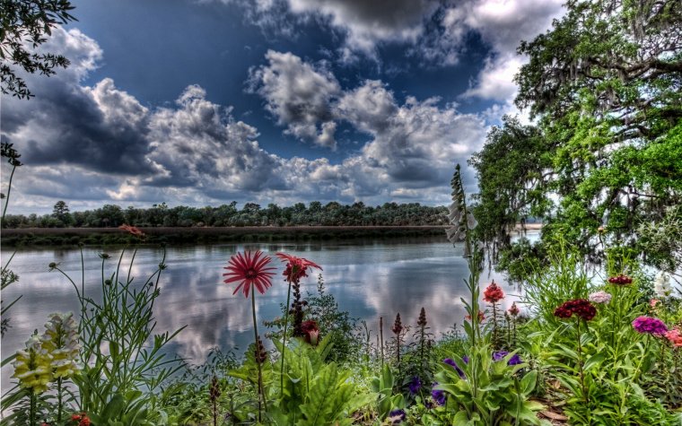 Лето озеро цветы