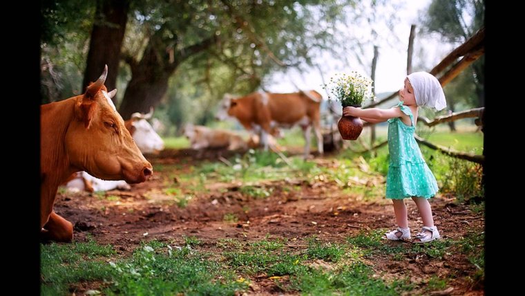 Деревня коровы дети