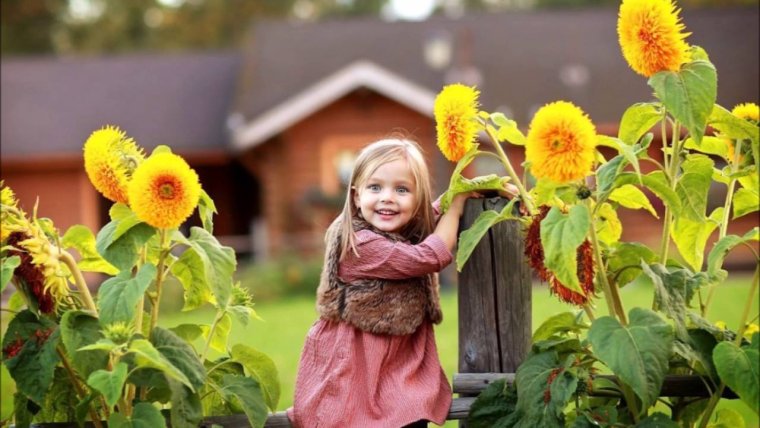 Подсолнухи в деревне