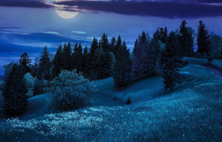 Пейзаж ночной лес