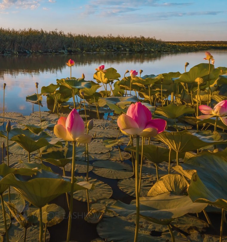 Лашков Дельта Волги