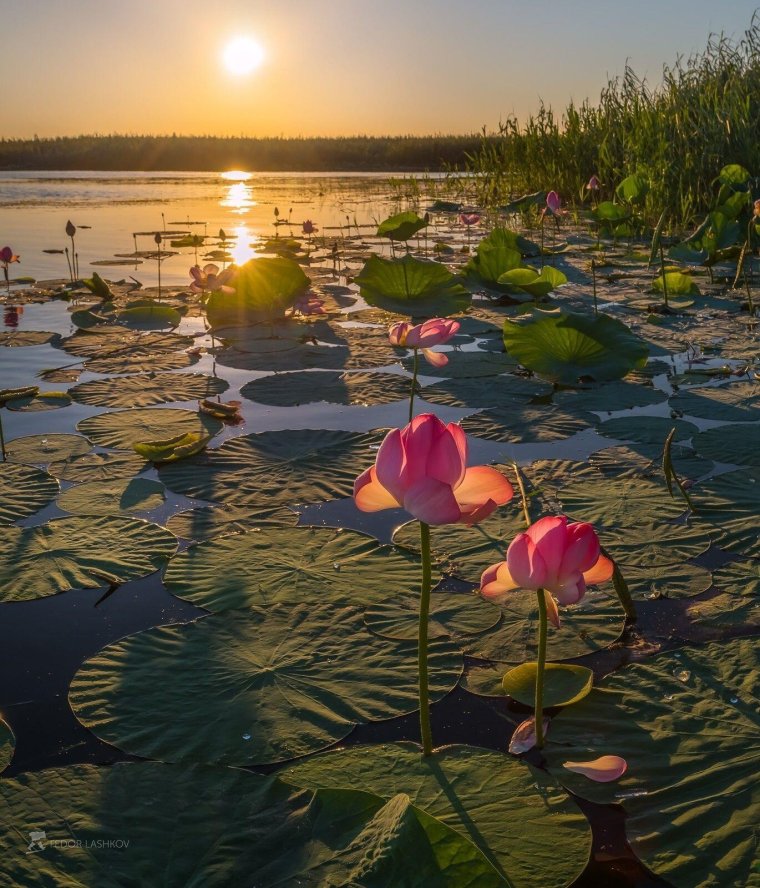 Дельта Волги Астраханский заповедник