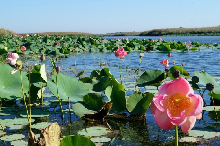 Дельта Волги