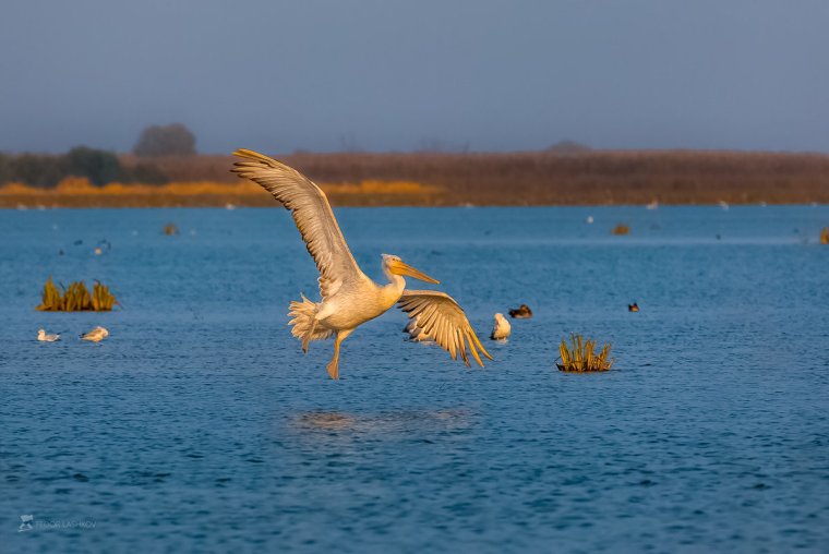 Астраханский биосферный заповедник Пеликаны
