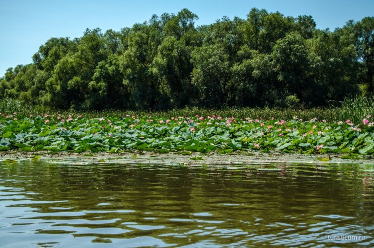 Лотосовые поля Астрахань
