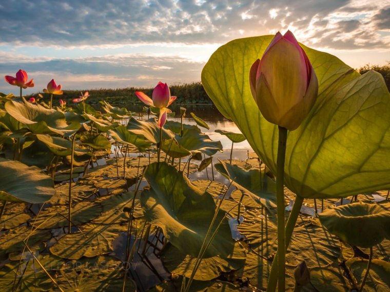 Лашков Дельта Волги