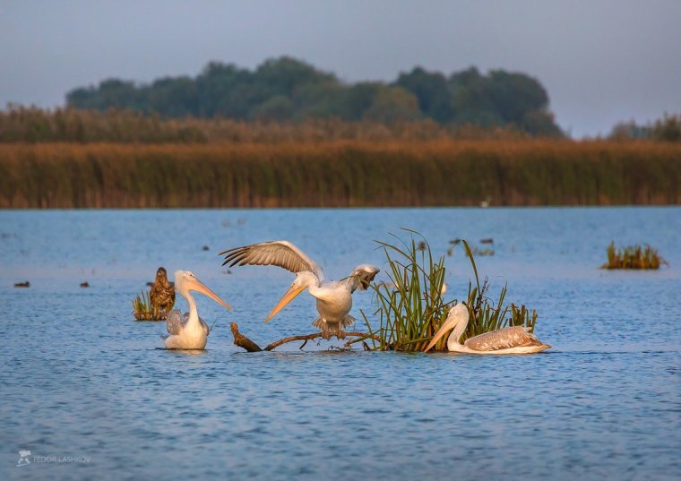 Дельта Волги Астраханский заповедник