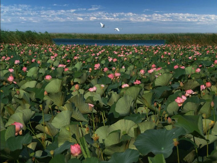 Лотосовые поля в дельте Волги