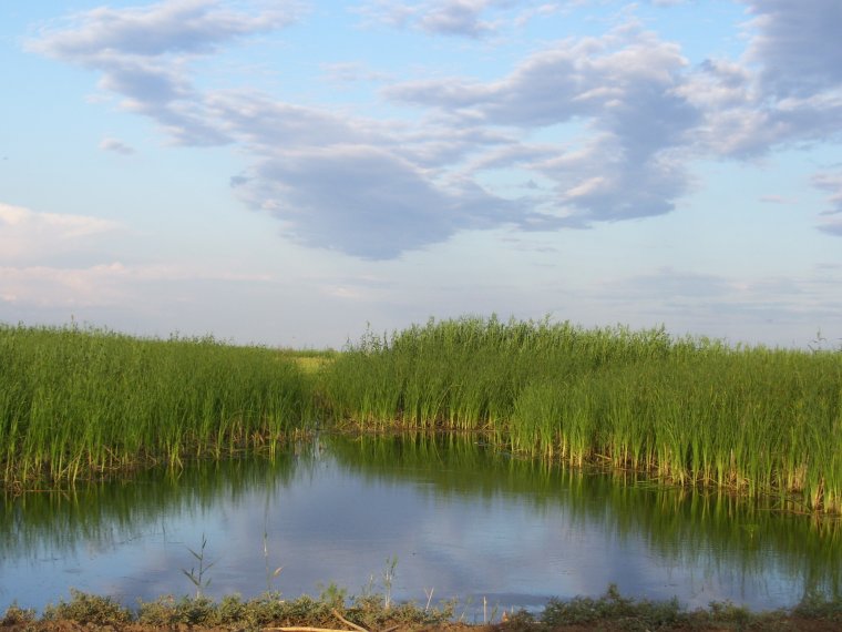 Астраханский биосферный заповедник Астрахань