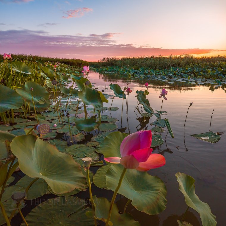 Дельта Волги Астраханский заповедник