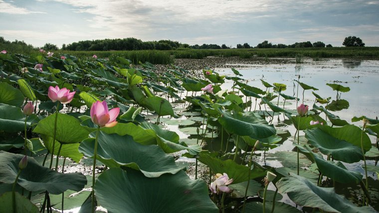 Лотосовые поля в дельте Волги