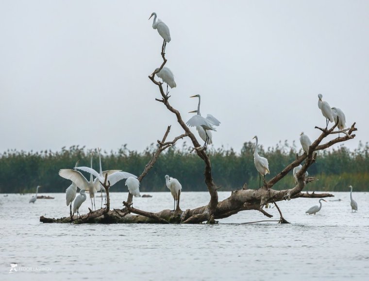 Астраханский биосферный заповедник