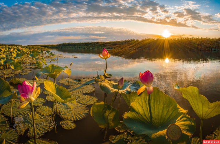 Лотосовые поля в дельте Волги