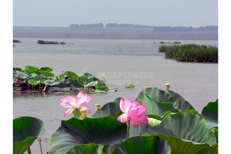 Астраханский заповедник лотосовые поля