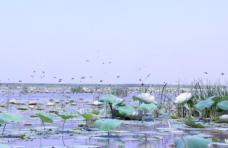 Дельта реки Волга Фламинго