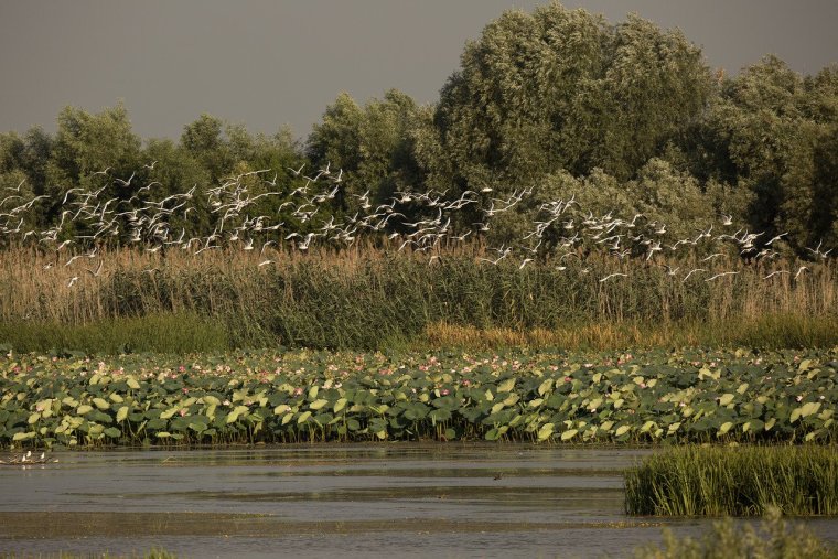 Дельта Волги Астраханский заповедник