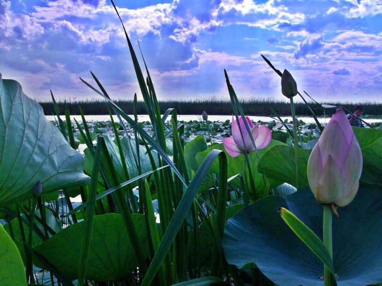 Лотосовые поля в дельте Волги
