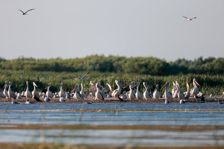 Дельта Волги Астраханский заповедник