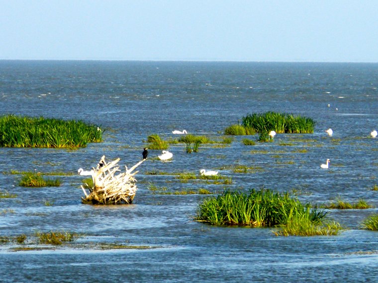 Ильменная Дельта Волги