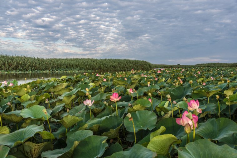 СДКИ Дельта Волги