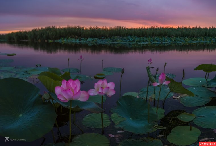 Астраханский биосферный заповедник Лотос