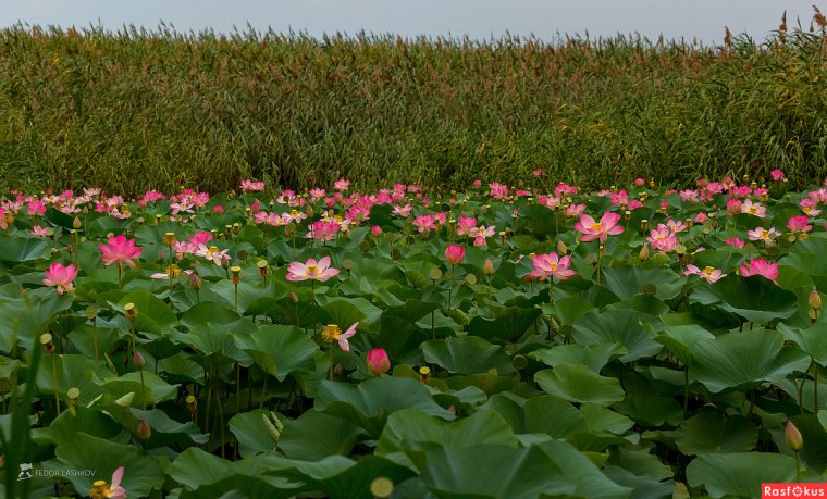 Астраханский биосферный заповедник лотосовые поля