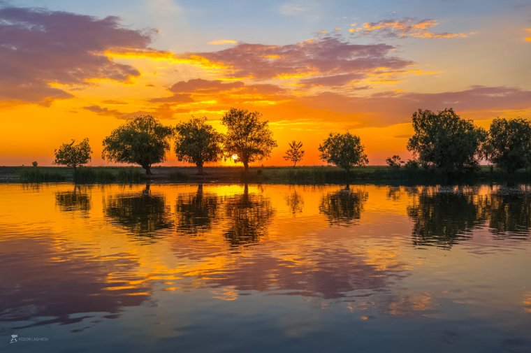 Лашков Дельта Волги