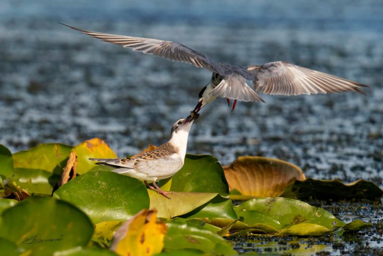 Орнитофауна Астраханской области