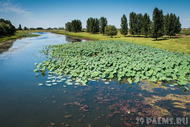 Водное растение в дельте реки Волги