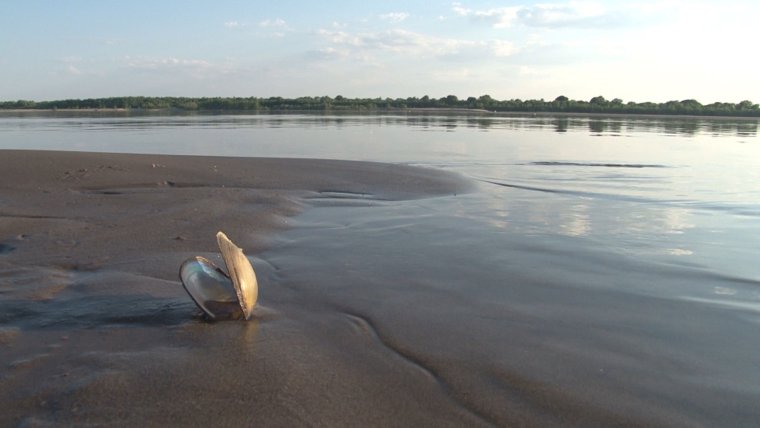 Дельта Волги Астраханский заповедник
