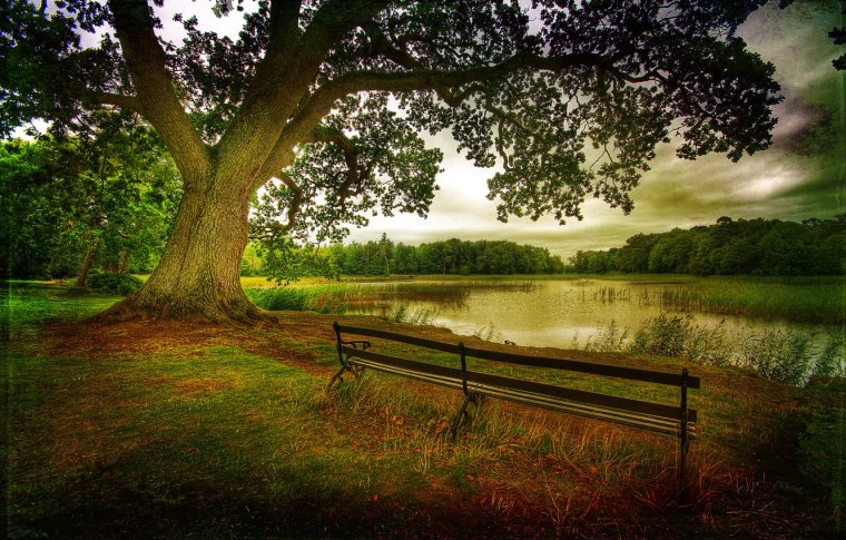 Дерево возле реки