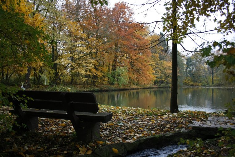 Утро лес река