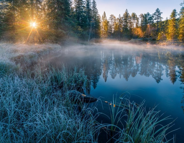 Лес озеро солнце