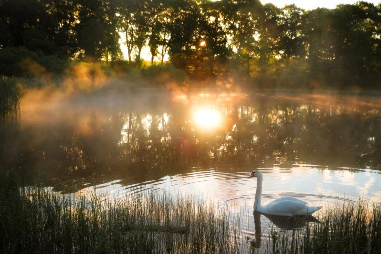 Лето утро озеро