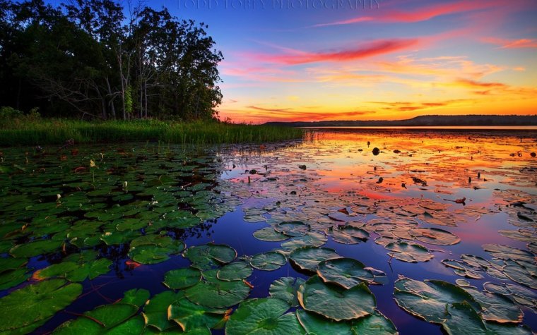 Берег реки с кувшинками