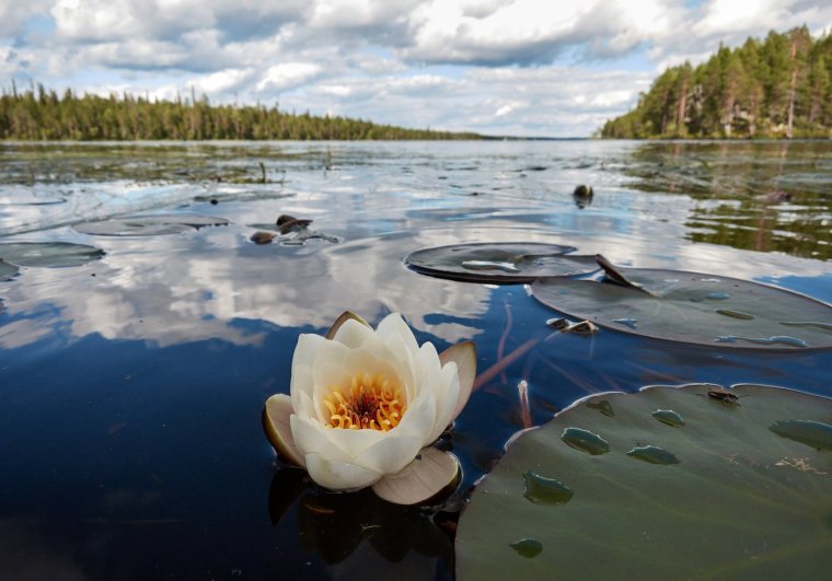 Белое озеро Селигер кувшинки
