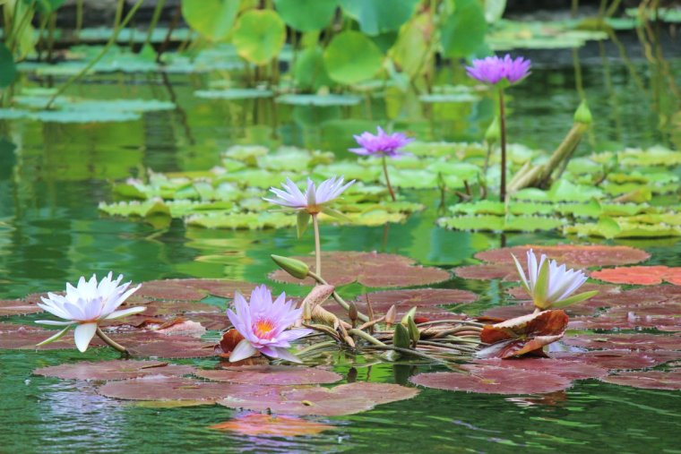 Водные и околоводные растения