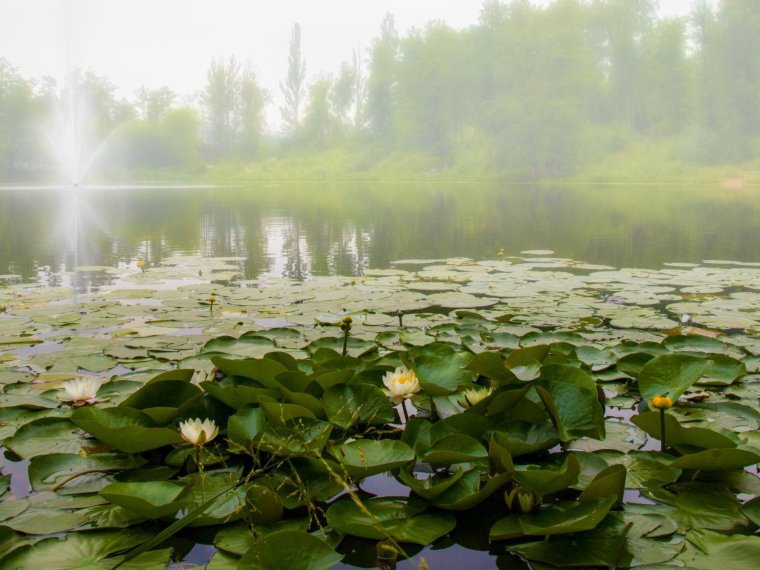 Лесное озеро с кувшинками