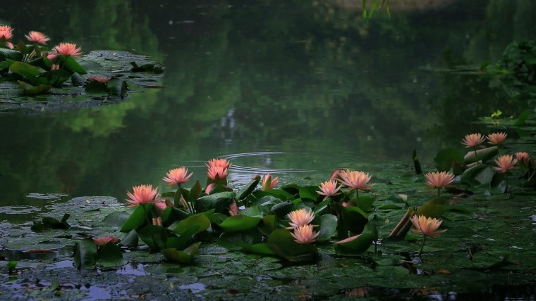 Красивое озеро с кувшинками