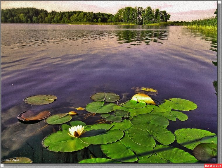 Рубское озеро кувшинки