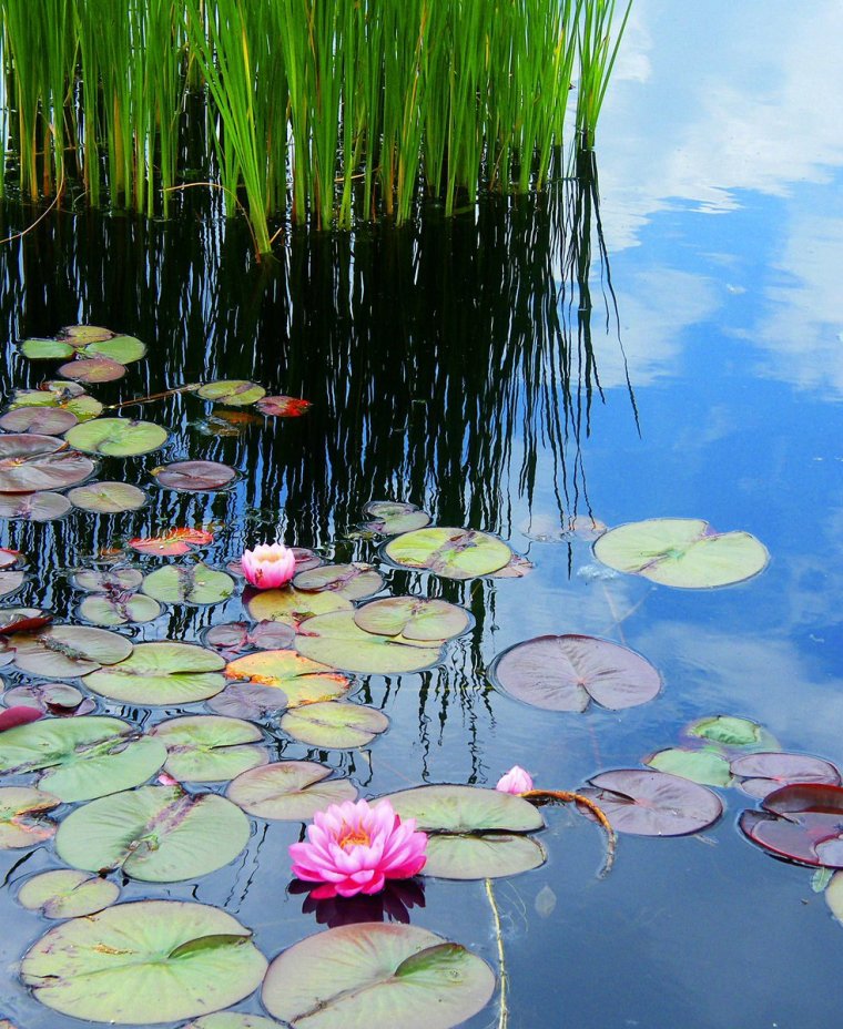 Красивый пруд с кувшинками