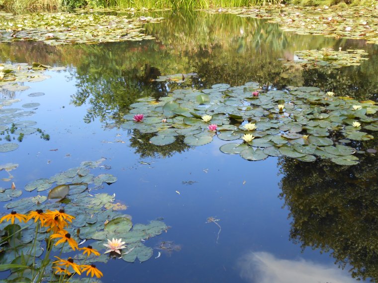 Пруд лилии Живерни